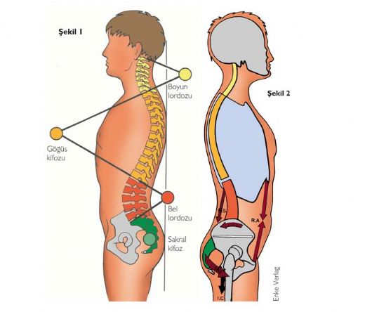 Postural Kifoz Egzersizleri